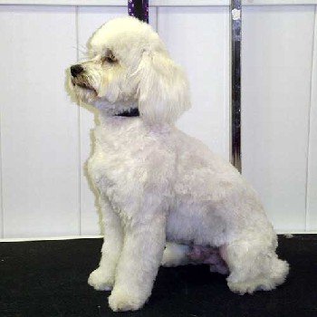 white_poodle